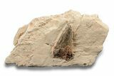 Polycotylid Plesiosaur Tooth - Asfla, Morocco #252345-1